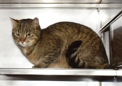 Darujeme nalezenou kočičku