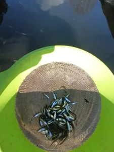 Prodám slunku obecnou