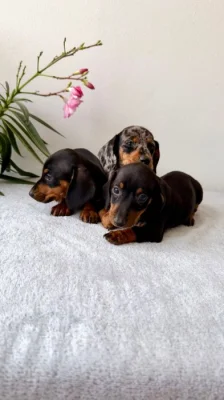 Jezevčík hladkosrstý trpasličí