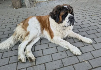 Svatobernardský pes ke krytí
