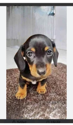 Jezevčík trpasličí