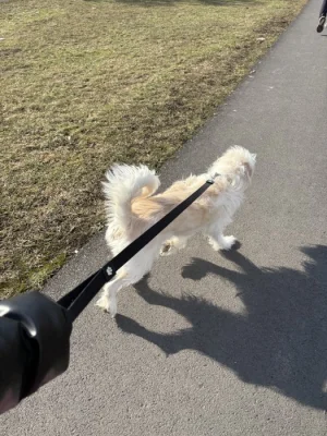 Pes jménem Mia hledá nový domov