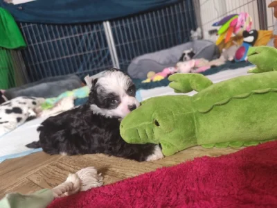 Čínský chocholatý pes