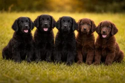 Rezervace štěně Flat Coated retrievra (Hladkosrstý retrívr) s PP