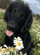 Rezervace štěně Flat Coated retrievra (Hladkosrstý retrívr) s PP