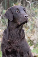 Rezervace štěně Flat Coated retrievra (Hladkosrstý retrívr) s PP