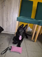 Nabízím pejska německého ovčáka s OP
