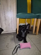 Nabízím pejska německého ovčáka s OP
