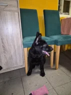 Nabízím pejska německého ovčáka s OP