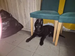 Nabízím pejska německého ovčáka s OP