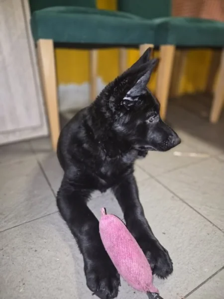 Nabízím pejska německého ovčáka s OP