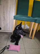 Nabízím pejska německého ovčáka s OP
