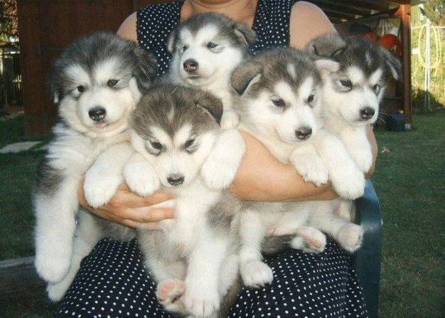Štěňata huskyho, štěňata sibiřského huskyho