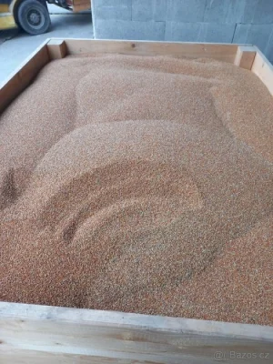 Senegalské proso červené