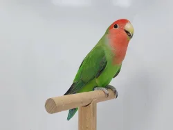 Agapornis Roseicollis odchovy