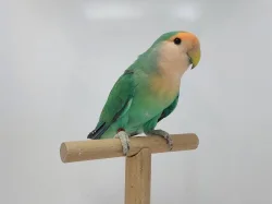 Agapornis Roseicollis odchovy