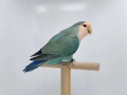 Agapornis Roseicollis odchovy