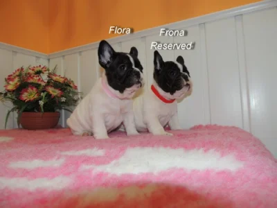 Francouzský buldoček s PP.FCI