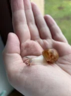 Archachatina marginata ovum Nigeria acromelanic 🐌