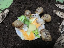 Archachatina marginata ovum Nigeria acromelanic 🐌