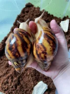 Archachatina marginata ovum Nigeria acromelanic 🐌
