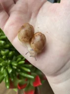 Archachatina marginata ovum Nigeria acromelanic 🐌