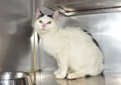 Darujeme nalezeného kocoura