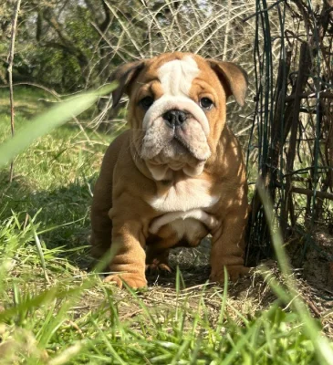 Anglický buldok Štěňe s PP FCI