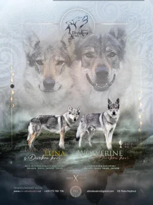 Československý vlčák s PP