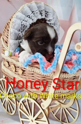 Yorkshire teriér s PP