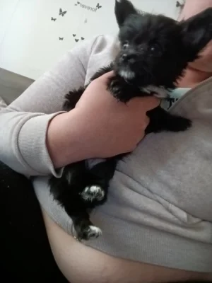 Prodám štěně čivavi po zrušené rezervaci