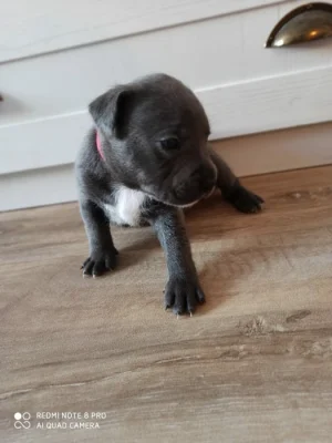 Stafordšírský bulteriér