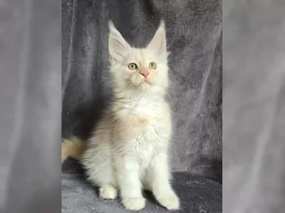 Nabízím koťátatko Mainské Mivali