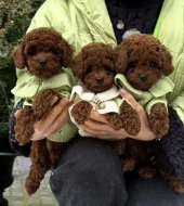 toy pudl-pudel- poodle