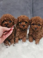 toy pudl-pudel- poodle