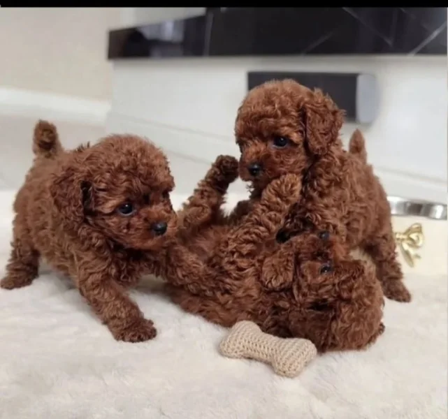 toy pudl-pudel- poodle