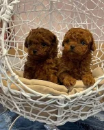 toy pudl-pudel- poodle