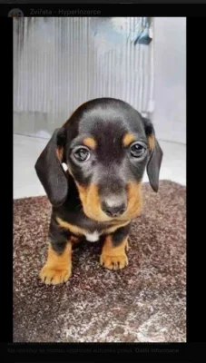 Jezevčík štěňata