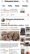 Shih-tzu