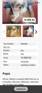 Shih-tzu