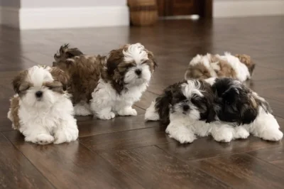 Shih-tzu