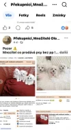 Biewer Jorkšírský teriér