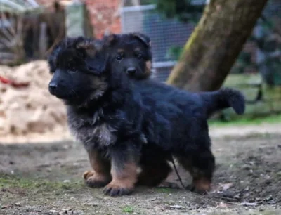 Německý ovčák - štěňata s PP