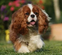 Kavalír King Charles španěl