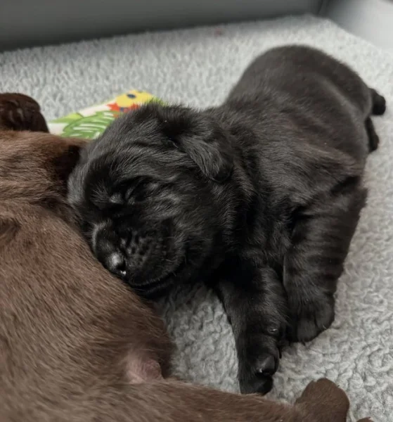 Labrador na prodej