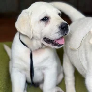 Labrador na prodej