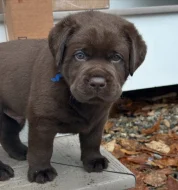 Labrador na prodej