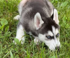 Sibiřský husky štěňata s pp