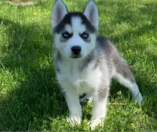Sibiřský husky štěňata s pp