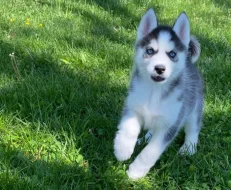 Sibiřský husky štěňata s pp